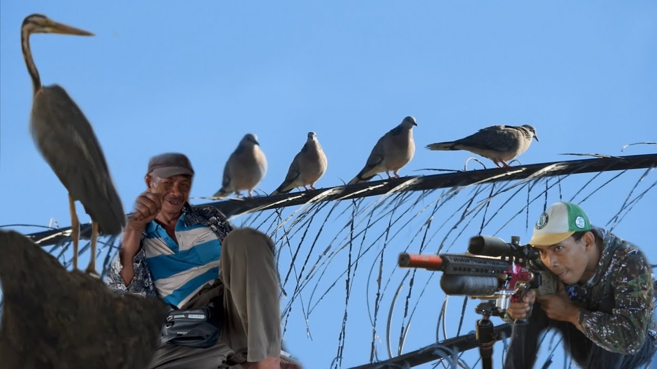 Tekukur di kebun pawang banyak sekali bonus cangak merah