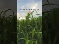 बाजरा की खेती Day 28 #farming #viral #shorts #video