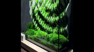 The Oracle - Parametric Moss Sculpture by TerraLiving