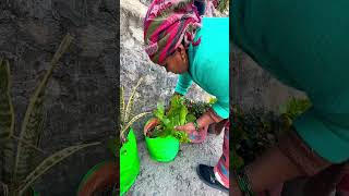 Green vegetables 🥬 harvest.