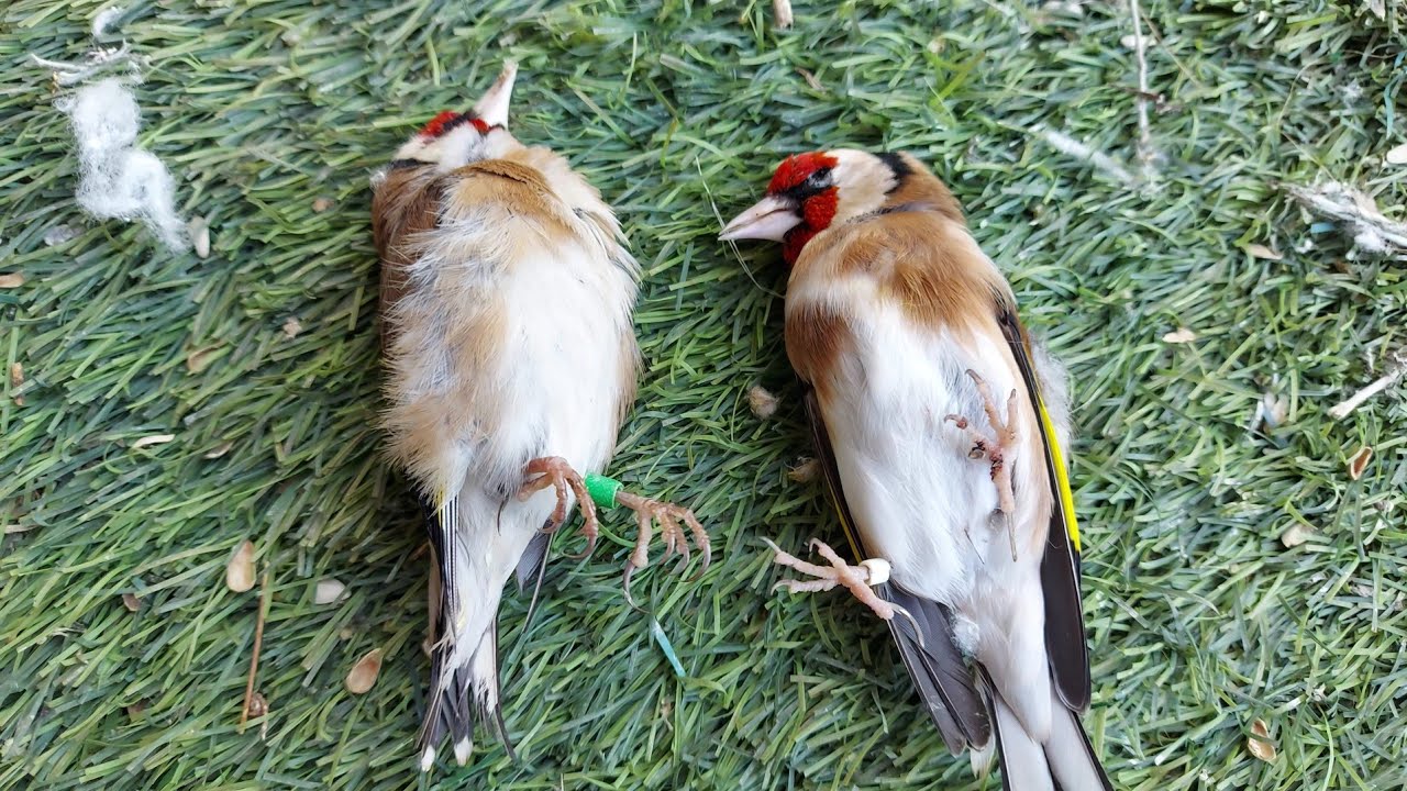 Катастрофа внутри клетки со щеголами 😱😱