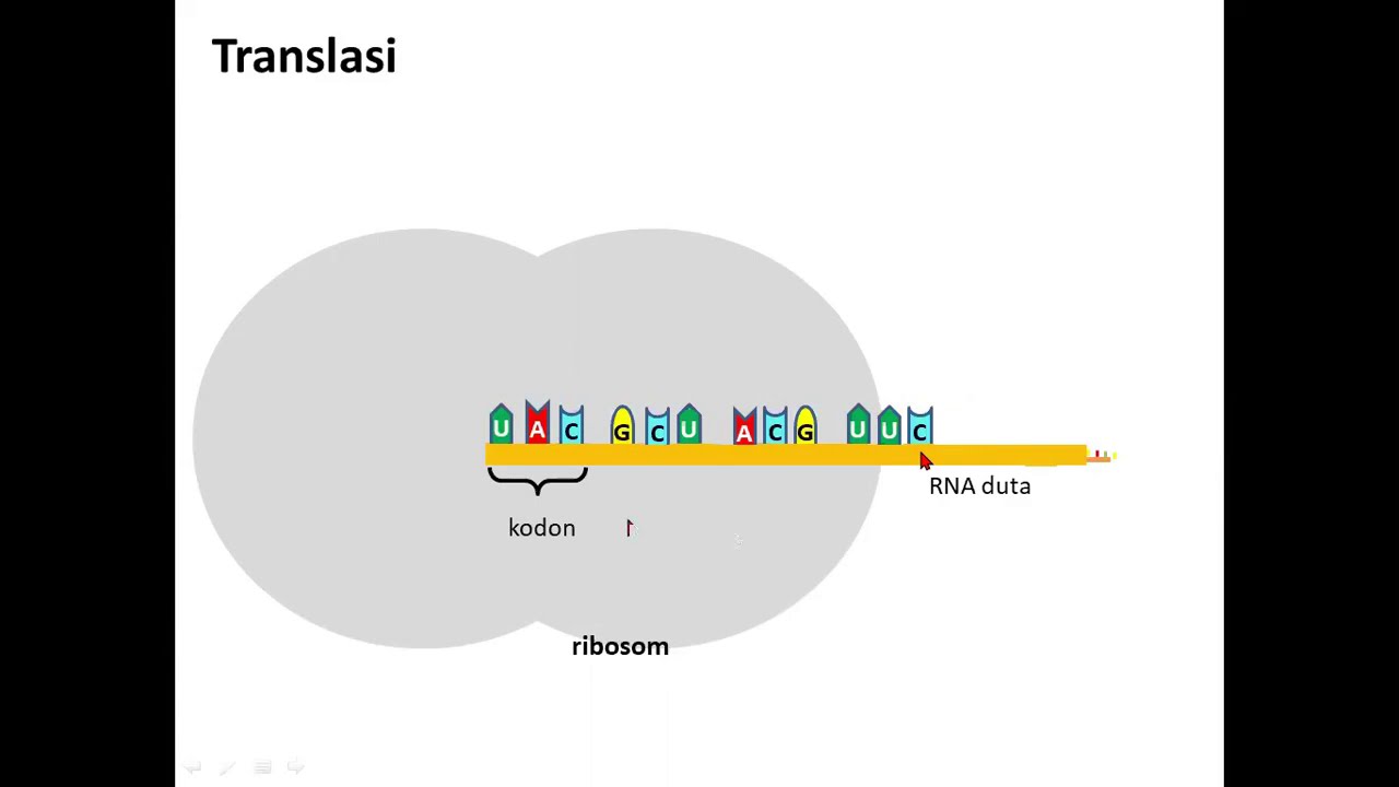 Sintesis Protein - SUBSTANSI GENETIK - BIOLOGI SMA KLS XII MIPA - YouTube