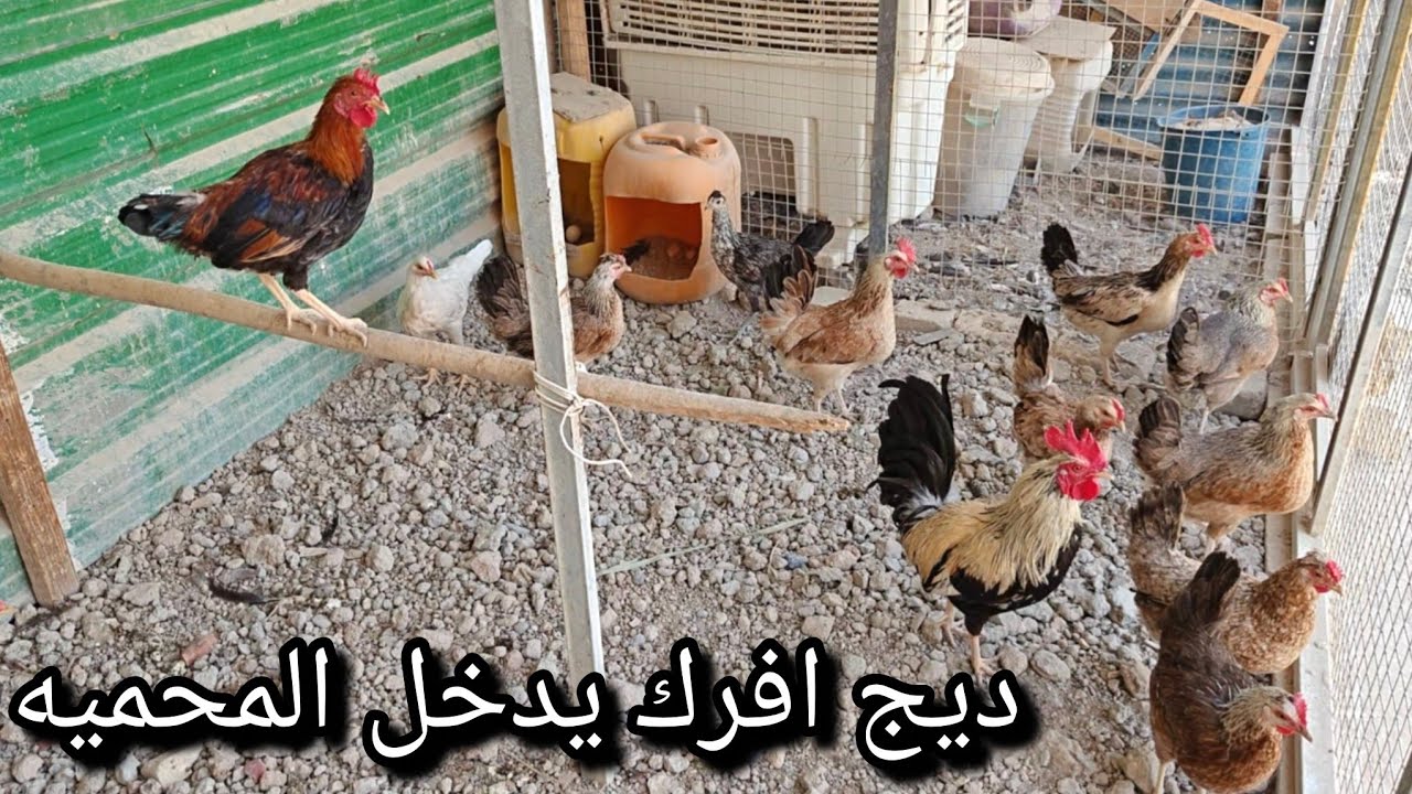 جبت ديج🐓وشرد😂انتاج البيض🥚ويه الخلطه😊