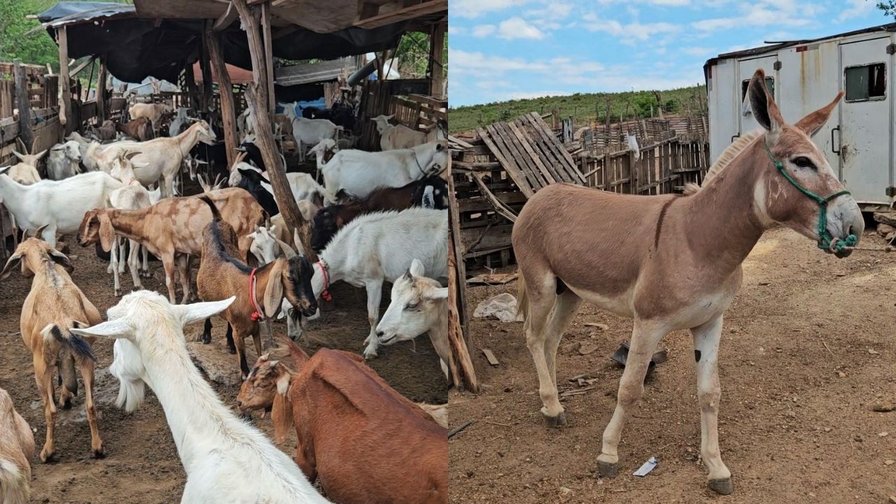 ANIMAIS DE ALTA GENÉTICA COM MEU AMIGO VAVÁ!!