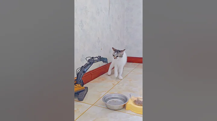 Video 5880161: tabby cat black white, kitten