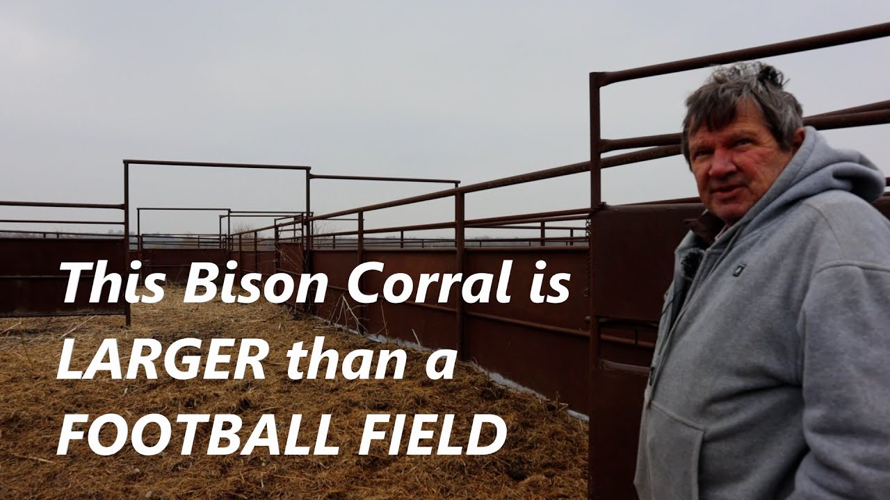 30+ Years raising BISON / President of the Missouri Bison Association