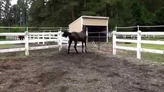 Jazelle - Yearling Filly. Furstenball X U Go Girl X Jazz.