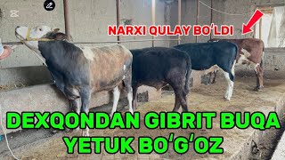 Puli Qulay Buqa Va Boʻgʻoz