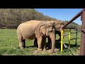 The Elephant Sanctuary | Minnie&#39;s Rumbles