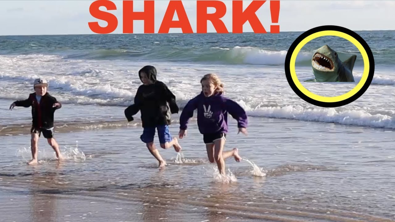 SHARK in the WATER!!!