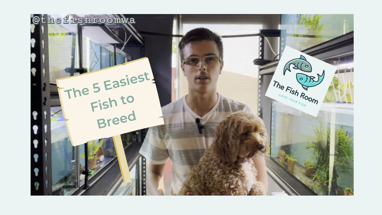 Top 5 easiest fish to breed