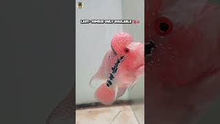 4 - INCH  IMPORTED SRD FLOWERHORN 🚨SHIPMENT FOR SALES 💥 | 20 piece Imported flowerhorn 🤩