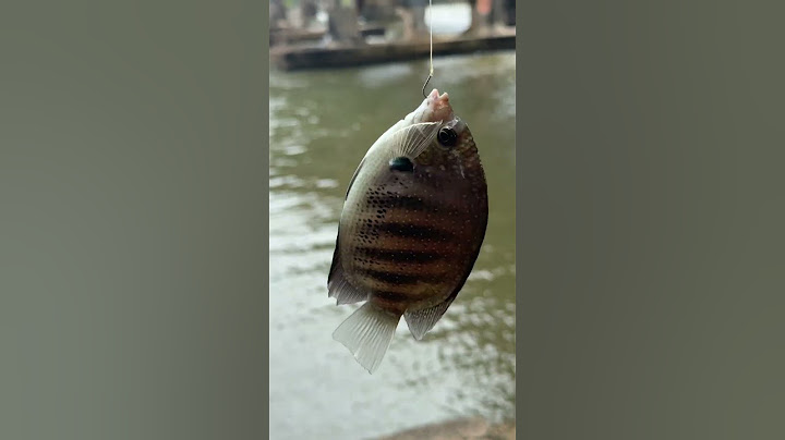Went to cast the bait and caught a carp #happyfishingfoursvlog #love #youtubeshorts #song #viralv...