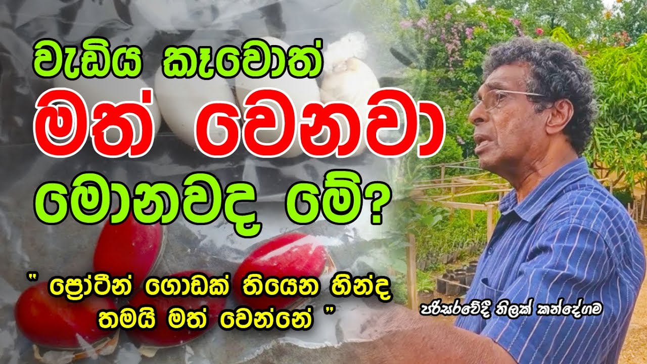 " වැඩිය කෑවොත් මත් වෙනවා - මොනවද මේ ? " / A protein-rich diet - Sri Lanka 