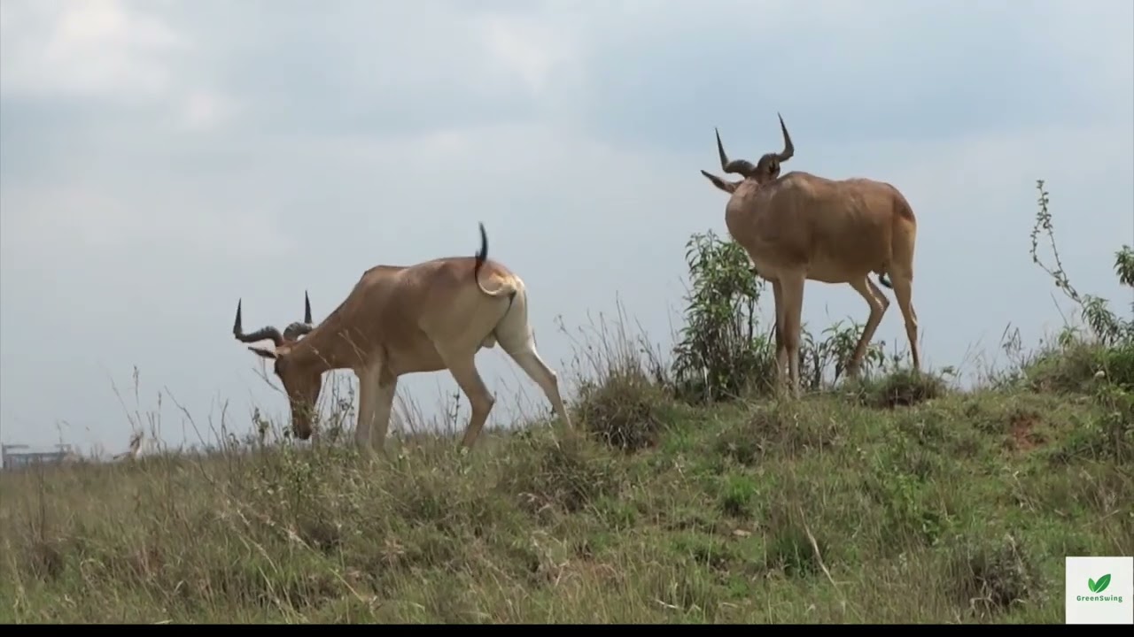 Relaxing Wildlife Experience