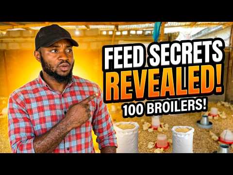 How Many Bags of Feed Do 100 Broilers Eat Till Maturity? (Full Calculation + Cost)