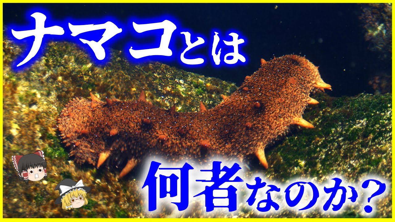 【ゆっくり解説】進化の末に脳も目も心臓すらない…⁉️ナマコとは何者なのか?を解説/実は毒持ち⁉️脅威の再生術と護身術 - YouTube