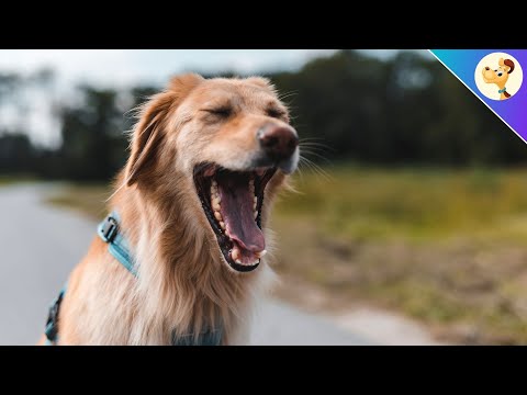 वीडियो: क्या कुत्ते केवल जम्हाई लेते हैं जब वे तनावग्रस्त होते हैं?