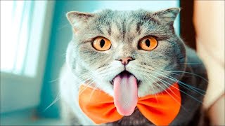 😹Lustige Tierevideos zum Totlachen 2021|Süße Katzen|Versuch nicht zu lachen Extrem Schwer #37