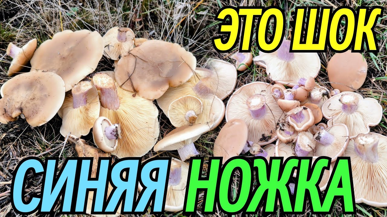 Охота за грибом с СИНЕЙ НОЖКОЙ  — не поверите, что нашёл!