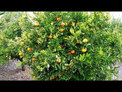 Vidéo: En savoir plus sur les arbres Tangelo - Pouvez-vous faire pousser un arbre Tangelo