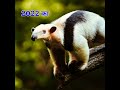 2022 anteater and 4000 bce anteater  mythology royal king mj 1m shortviral trending