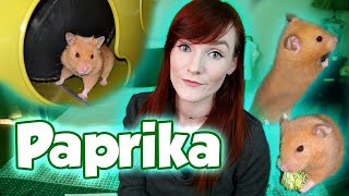 Meet Paprika | The Lost Rescue Files | Munchie's Place