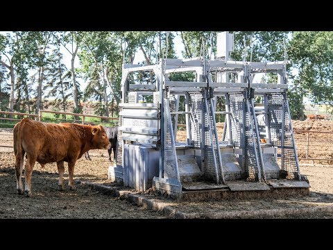 Cattle Water & Feed Intake Monitoring System