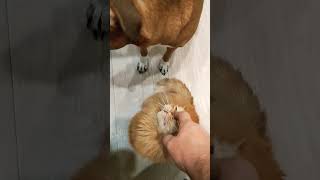 Котики Должны Быть Подконтролем