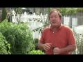 Maintaining a Garden How to Keep Raccoons Out of a Garden