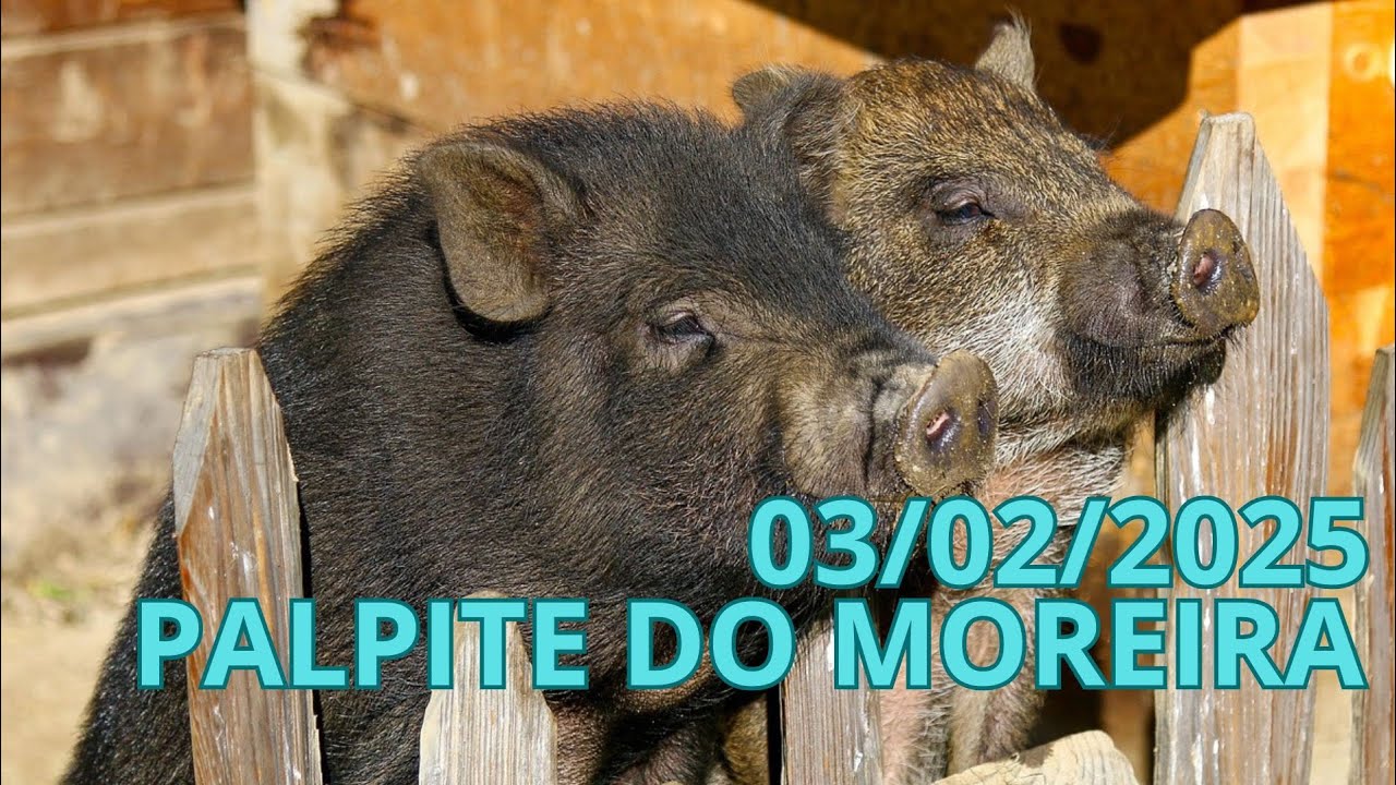 palpite-do-dia-03-02-2025-youtube