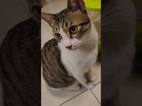 [問題] 呼吸異音