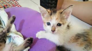 Tapos na mg dede ung dalwang baby cat  #cats #catvideos #catlover #adoptcat #catlover