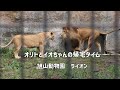 旭山動物園　帰宅タイム　一緒に走るオリトとイオちゃん　ライオン