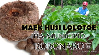 Download Lagu PORANG Timor-Leste/MAEK Timor-Leste MP3