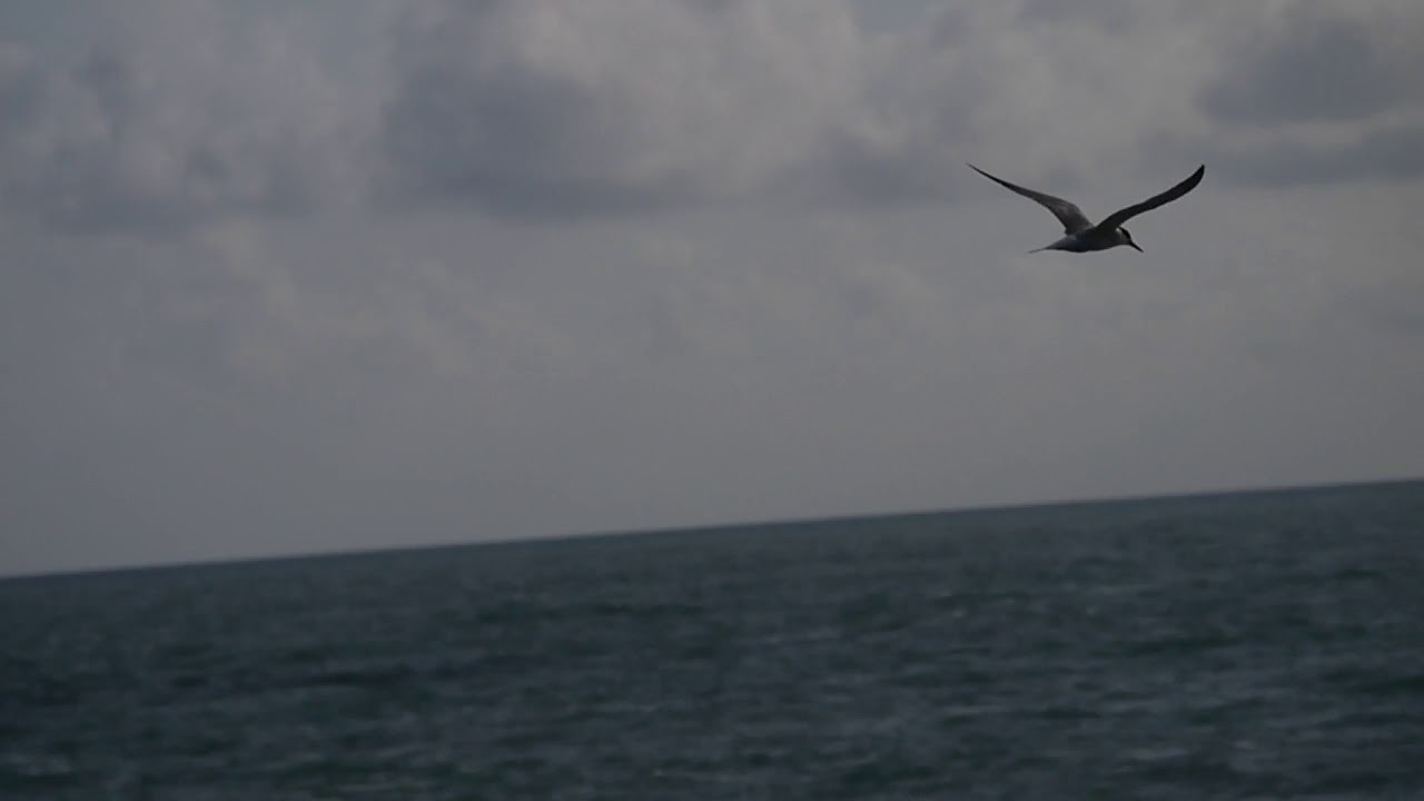 Royal tern 5 oct 2018 2 