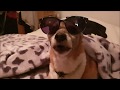 Small Dog Talks about His Sun Glasses Collection......