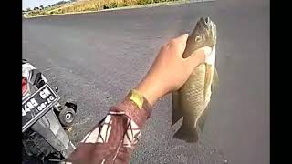 Lagi Maser Ada Yang Lagi Wik Wik