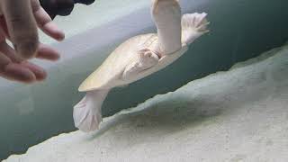 Apalone ferox Florida softshell turtle taming