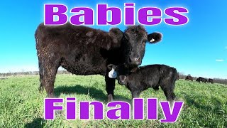 Baby calves finally, walk threw the herd check for calving, feeding hay, and moving the herd. Profile