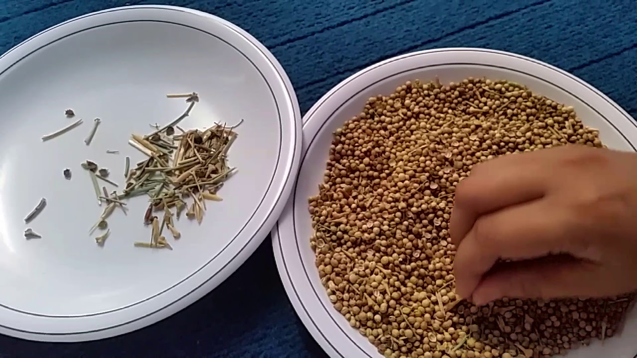 Dried Coriander Clean Satisfying Video Satisfying Cleaning Video