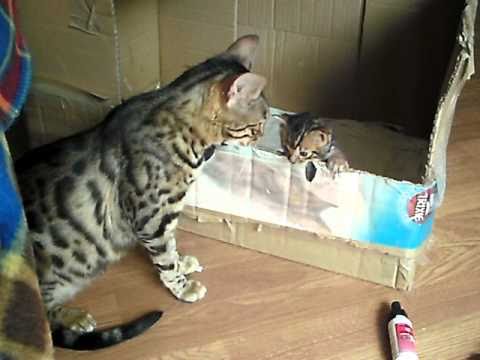 bengal cat talking to her kitten - ORIGINAL