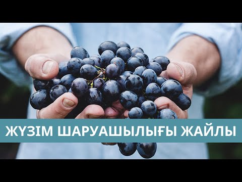 Бейне: Жүзім ұлуын қалай дайындау керек