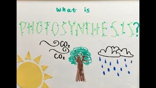 ~ The Process of Photosynthesis ~