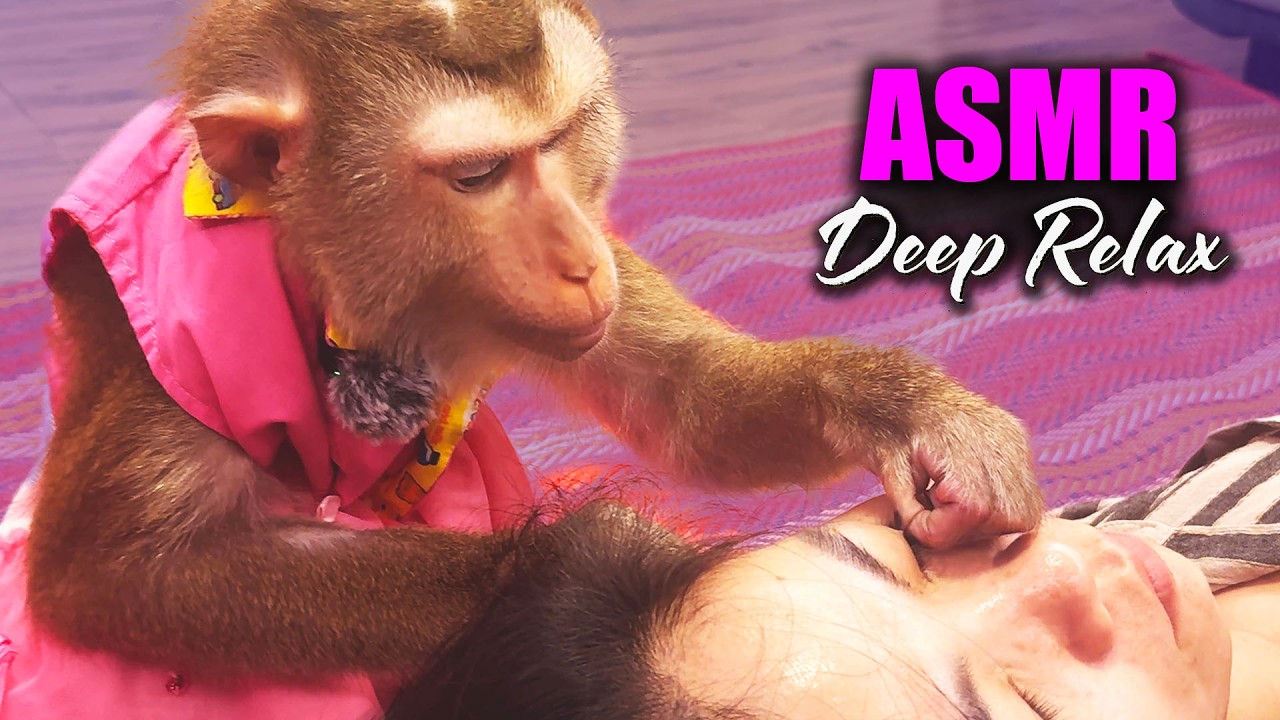 Monkey Grooming ASMR With Judy | VIP Spa For Tingly Head Massage & Soothing