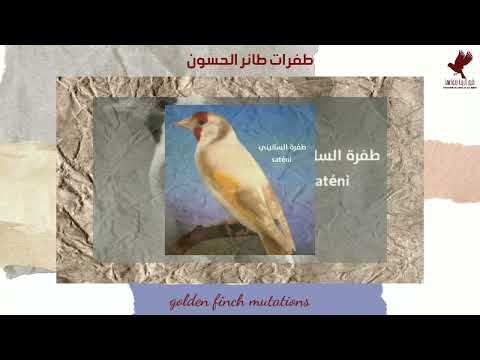 طفرات طائر الحسون Golden Finch Mutations