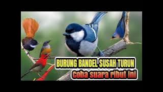 SUARA PIKAT BURUNG HUTAN BANDEL DIJAMIN BERKUMPUL