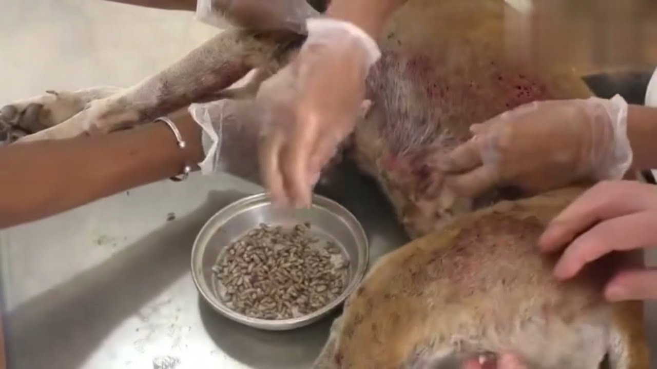衝撃映像 イッヌ 毛穴に蛆虫が詰まって辛いンゴ 抜いて 抜いてクレメンス 犬にウジ虫が寄生する恐ろしいハエウジ症 まにゅそく 2chまとめニュース速報vip