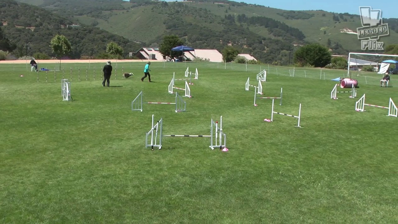 Australian Shepherd Kai Dog Agility Masters Jumpers 6-4-17
