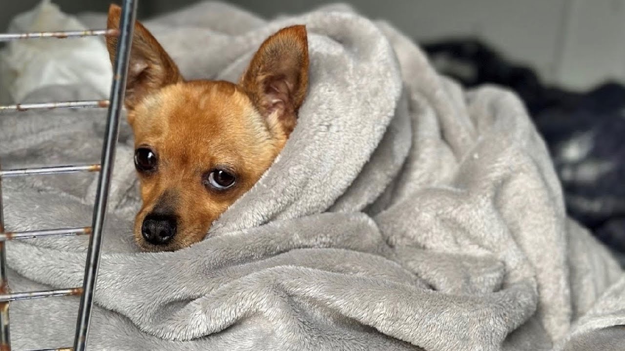 small-dog-hit-by-car-suffers-severe-pelvis-fracture-mspca-says-youtube